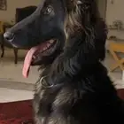 كلب جيرمن شيبرد بيور للبيع