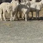 2 من الطليان وثنتين من الرخال