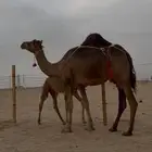 خلفه ساحليه حمرا منيحه صغيره سن(تم البيع)