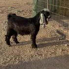 تيس عارضي