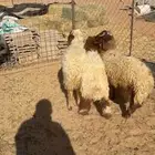 غنام