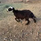 نعجه حجريه
