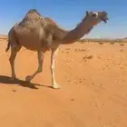 ابل لقحات وضرايب