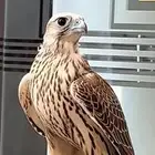 مطلوب طير وكري