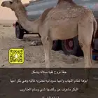 بكرة اصيل هجن