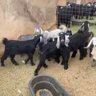 تيوس وجفار للبيع