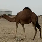 بكرة