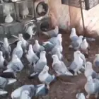 حمام رمان كويتي فراشه سمكة