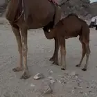 خلفة ساحلية مصغر حمراء دم