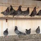 طيور قطايف اساسات