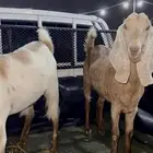 جفار فل شحم