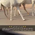 بكره رمانيه كفو