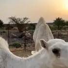 للبيع قعدان شمال الطايف المحاني