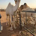 قعود حق طيب