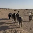 معزا