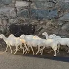 16من الغنم صحاح وطيبه للبيع