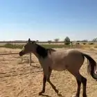 مهره شعبيه.