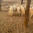 طليان