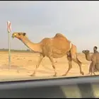 الخلفه الشعلا الكفو