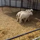 5رخال الحد 800