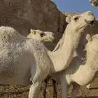 ابل جمله العدد 5