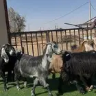 مراح معزا عوارض بالفحل دفيع وضريع شرط