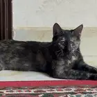 قطه بلديه تبني انثى