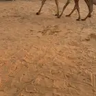 عشرا شعلا تحته قعود عضمه طيب سليمه من جميع العذريب السوم 15