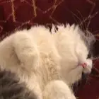 قطط شيرازي للتبني