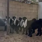 جفرات عوارض