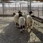 هرفي نعيم