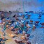 دجاج بلدي عمر شهرين للبيع