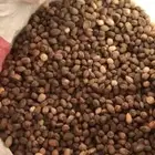 بذور البان العربي اليسر