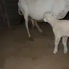 للبيع رفيديه خلفه