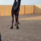 بكره حقه كفو