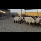 غنم نعيم دفيع .