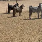 تيوس. مخاصي.