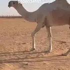 فحل أوضح ساسة أهدب