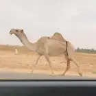 الضروبه الشقحا الكفو