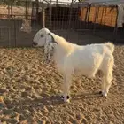 تيس فحل ابيض مشروك