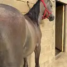 مهره شعبي فاخره جدا