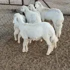 للبيع 6 خرفان مراح واحد نظاف وسمان ومشروط