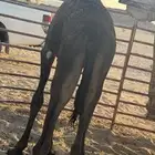 للبيع قعود مجهم ما سيم للتواصل