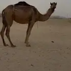 بكرة معها بكرة حمراء دم