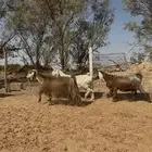 معزا عوارض صفر دفيع شرط