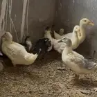 فروخ بط مشكل