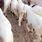 طليان سواكن تجمل