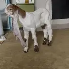 اثنين تيوس دواغير هولندي
