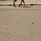 للببيع القحه الشعلا