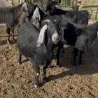 معزاء للبيع
